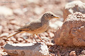 Desert Lark, Ouarzazate, Morocco, April 2014 - click for larger image