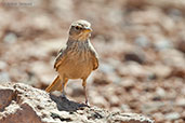 Desert Lark, Ouarzazate, Morocco, April 2014 - click for larger image