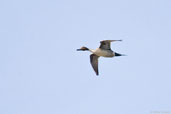 Pintail, Dezadeash Lake, Yukon, Canada, May 2009 - click for larger image