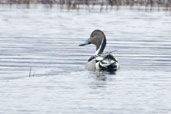 Pintail, Dezadeash Lake, Yukon, Canada, May 2009 - click for larger image