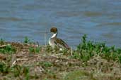 Male Pintail, Flevoland, Netherlands, April 2002 - click for larger image