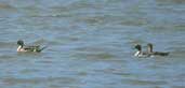 Pintail, Flevoland, Netherlands, April 2002 - click for larger image