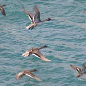 Pintail, Bramiana Reservoir, Crete, October 2002 - click for larger image