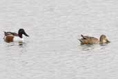 Male and female Shoveler, Trimley Marshes, Suffolk, England, March 2005 - click for larger image