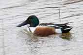 Male Shoveler, Minsmere, Suffolk, England, March 2005 - click for larger image