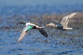 Male and female Shoveler, Dezadeash Lake, Yukon, Canada, June 2009 - click for larger image