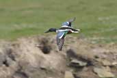 Shoveler, Noups Head, Westray, Orkney, Scotland, May 2003 - click for larger image