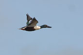 Shoveler, Noups Head, Westray, Orkney, Scotland, May 2003 - click for larger image