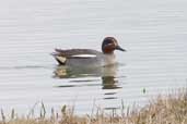 Male Teal, Trimley Marshes, Suffolk, England, March 2005 - click for larger image