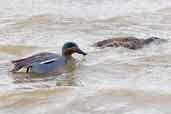 Male and female Teal, Minsmere, Suffolk, England, March 2005 - click for larger image