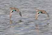 Eclipse Teal, Levington Lagoon, Suffolk, September 2005 - click for larger image