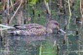 Female Teal, Lackford Lakes, Suffolk, September 2009 - click for larger image