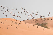 Teal, Al Ain Oasis, Abu Dhabi, May 2010 - click for larger image