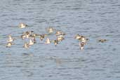 Teal, Musselburgh, Scotland, November 2002 - click for larger image