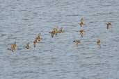 Teal, Musselburgh, Scotland, November 2002 - click for larger image