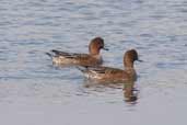 Eclipse Male Wigeon, Levington Lagoon, Suffolk, England, September 2005 - click for larger image