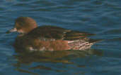 Female Wigeon, Caerlaverock, Scotland, February 2001 - click for larger image