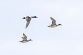 Wigeon, Hen Reed Beds, Suffolk, England, March 2024 - click for larger image