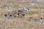 Male Garganey with Wigeon and Teal, Minsmere, Suffolk, England, March 2005 - click for larger image