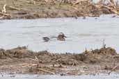 Male Garganey, Minsmere, Suffolk, England, March 2005 - click for larger image