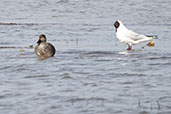 Gadwall, Minsmere, Suffolk, England, March 2010 - click for larger image