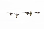 Gadwall, Minsmere, Suffolk, England, October 2021 - click for larger image