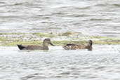 Gadwall, Trimley Marshes, Suffolk, England, September 2024 - click for larger image