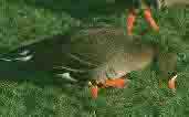 White-fronted Goose (Captive) January 2002 - click for larger image