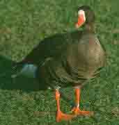 White-fronted Goose (Captive) January 2002 - click for larger image