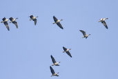 Pink-footed Goose, Aberlady, East Lothian, Scotland, October 2006 - click for larger image