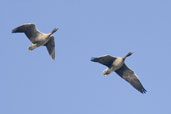 Pink-footed Goose, Aberlady, East Lothian, Scotland, October 2006 - click for larger image