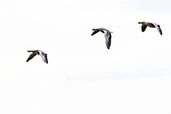 Pink-footed Goose, Minsmere, Suffolk, England, October 2021 - click for larger image