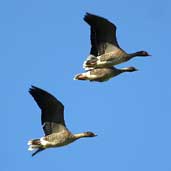 Pink-footed Goose, Aberlady Bay, Scotland, September 2002 - click for larger image