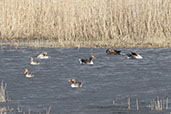 Pink-footed Goose, Hen Reed Beds, Suffolk, England, March 2024 - click for larger image