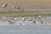 Pink-footed Goose, Aberlady Bay, Scotland, October 2002 - click for larger image