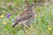 Immature Meadow Pipit, Shetland, Scotland, June 2004 - click for larger image