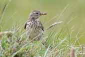 Meadow Pipit, Staffa, Western Isles, Scotland, June 2005 - click for larger image