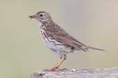 Meadow Pipit, Aberlady, East Lothian, Scotland, June 2005 - click for larger image