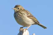 Juvenile Meadow Pipit, Dingle Peninsula, Co. Kerry, Ireland, July 2005 - click for larger image