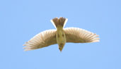 Meadow Pipit, Aberlady Bay, East Lothian, Scotland, June 2002 - click for larger image