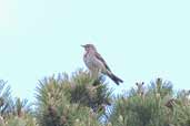 Tree Pipit, Cairngorms, Invernessshire, Scotland, June 2005 - click for larger image