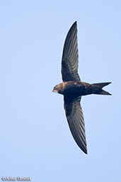 Swift, Monks Eleigh, Suffolk, England, May 2008 - click for larger image