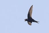Swift, Monks Eleigh, Suffolk, June 2023 - click for larger image