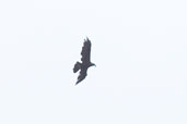 Golden Eagle, Ulva, Mull Scotland June 2005 - click for larger image