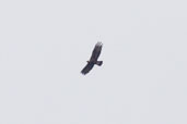 Golden Eagle, Glen More, Mull Scotland June 2005 - click for larger image