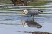 Grey Heron, Mull, Scotland, June 2005 - click for larger image