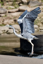 Grey Heron, River Tweed, Scotland, September 2005 - click for larger image