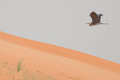 Grey Heron, Al Ain, Abu Dhabi, March 2010 - click for larger image