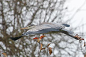 Grey Heron, Monks Eleigh, Suffolk, England, December 2012 - click for larger image