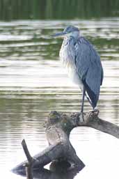 Juvenile Grey Heron, Aberlady, East Lothian, Scotland, September 2002 - click for larger image